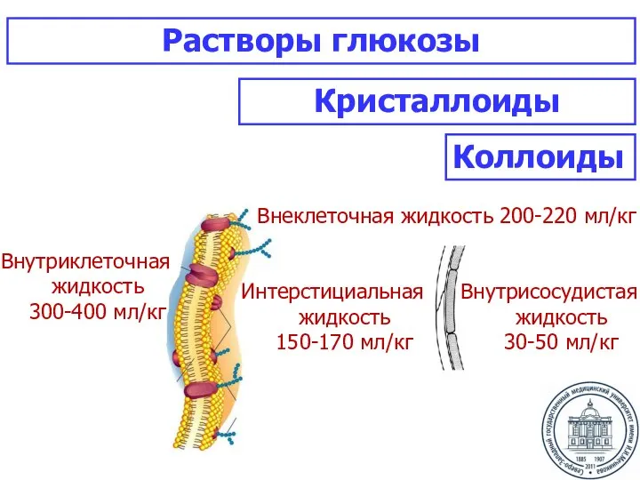 Внутриклеточная жидкость 300-400 мл/кг Внутрисосудистаяжидкость 30-50 мл/кг Интерстициальная жидкость 150-170 мл/кг Внеклеточная