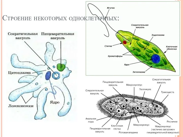 Строение некоторых одноклеточных: