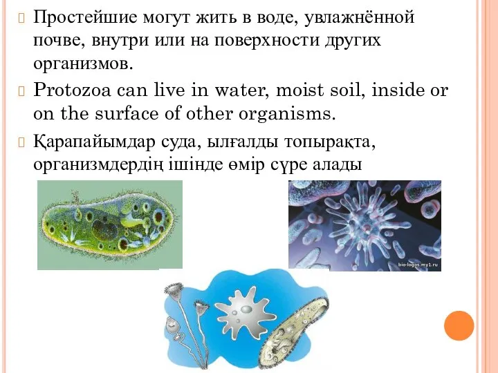 Простейшие могут жить в воде, увлажнённой почве, внутри или на поверхности других