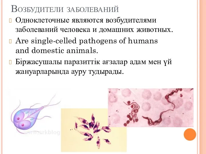 Возбудители заболеваний Одноклеточные являются возбудителями заболеваний человека и домашних животных. Are single-celled