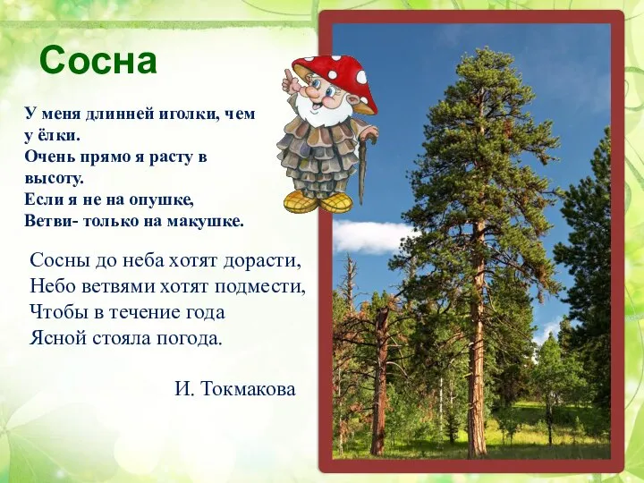 Сосна Сосны до неба хотят дорасти, Небо ветвями хотят подмести, Чтобы в