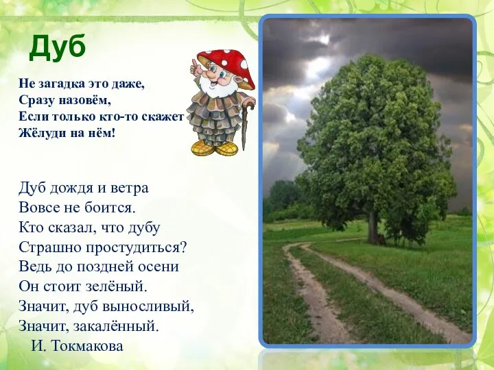 Дуб Дуб дождя и ветра Вовсе не боится. Кто сказал, что дубу