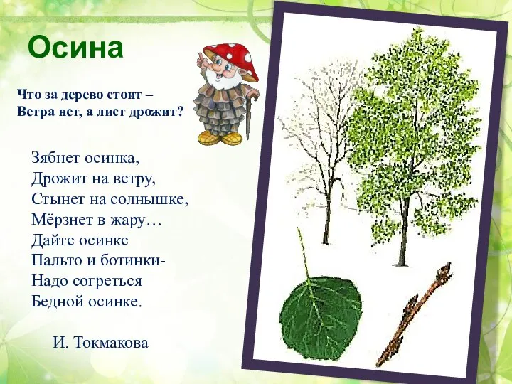 Осина Зябнет осинка, Дрожит на ветру, Стынет на солнышке, Мёрзнет в жару…