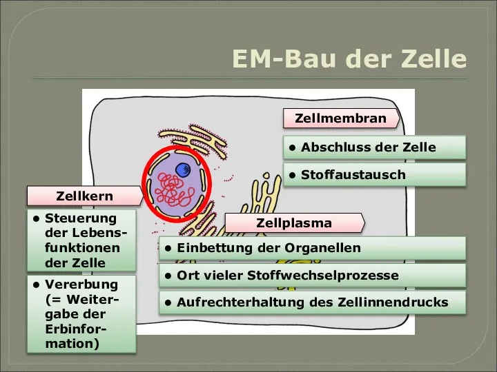 EM-Bau der Zelle Zellkern Zellplasma Zellmembran • Abschluss der Zelle • Stoffaustausch