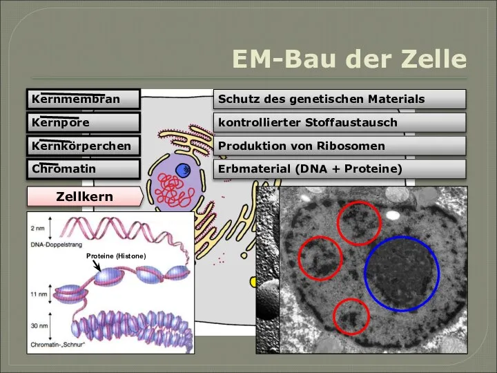 Kernmembran Kernpore Kernkörperchen Chromatin Schutz des genetischen Materials kontrollierter Stoffaustausch Produktion von