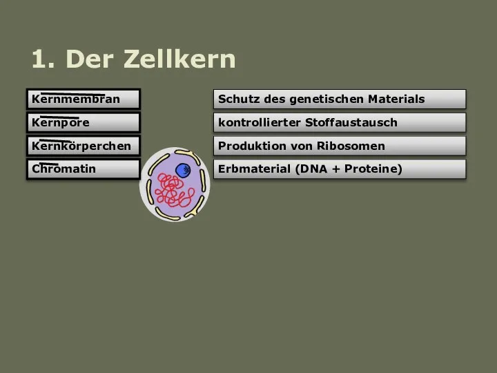 Kernmembran Kernpore Kernkörperchen Chromatin Schutz des genetischen Materials kontrollierter Stoffaustausch Produktion von