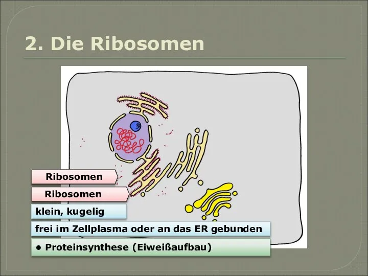 Ribosomen Ribosomen klein, kugelig • Proteinsynthese (Eiweißaufbau) frei im Zellplasma oder an