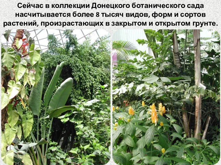 Сейчас в коллекции Донецкого ботанического сада насчитывается более 8 тысяч видов, форм