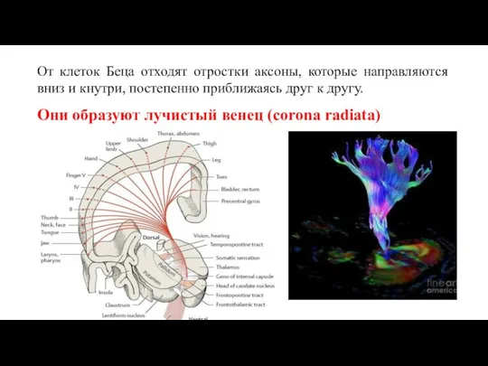 От клеток Беца отходят отростки аксоны, которые направляются вниз и кнутри, постепенно