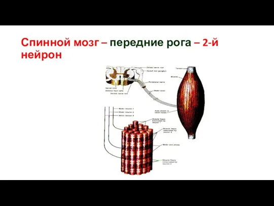 Спинной мозг – передние рога – 2-й нейрон