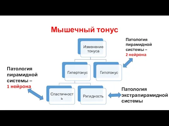 Мышечный тонус Патология пирамидной системы – 1 нейрона Патология экстрапирамидной системы Патология