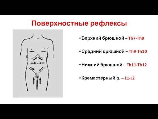 Поверхностные рефлексы Верхний брюшной – Th7-Th8 Средний брюшной – Th9-Th10 Нижний брюшной