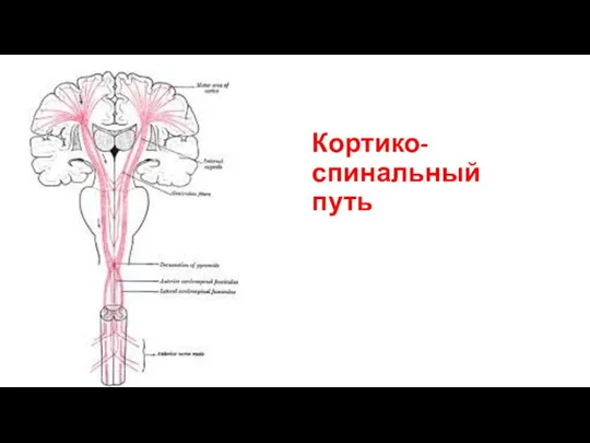 Кортико-спинальный путь