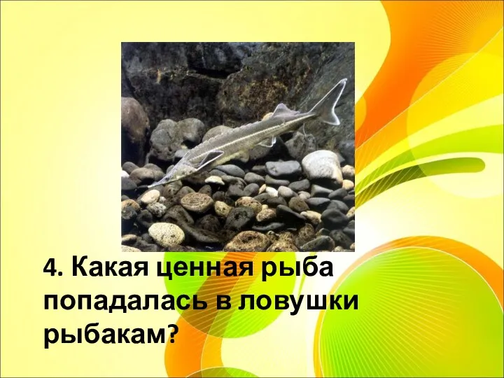 4. Какая ценная рыба попадалась в ловушки рыбакам?
