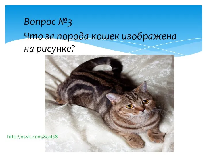Вопрос №3 Что за порода кошек изображена на рисунке? http://m.vk.com/8cats8