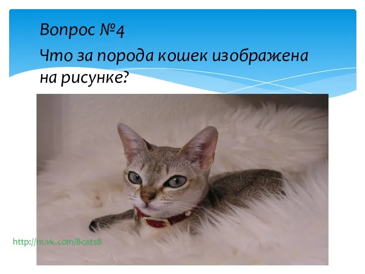 Вопрос №4 Что за порода кошек изображена на рисунке? http://m.vk.com/8cats8