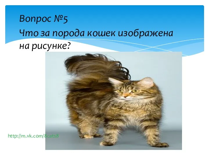 Вопрос №5 Что за порода кошек изображена на рисунке? http://m.vk.com/8cats8