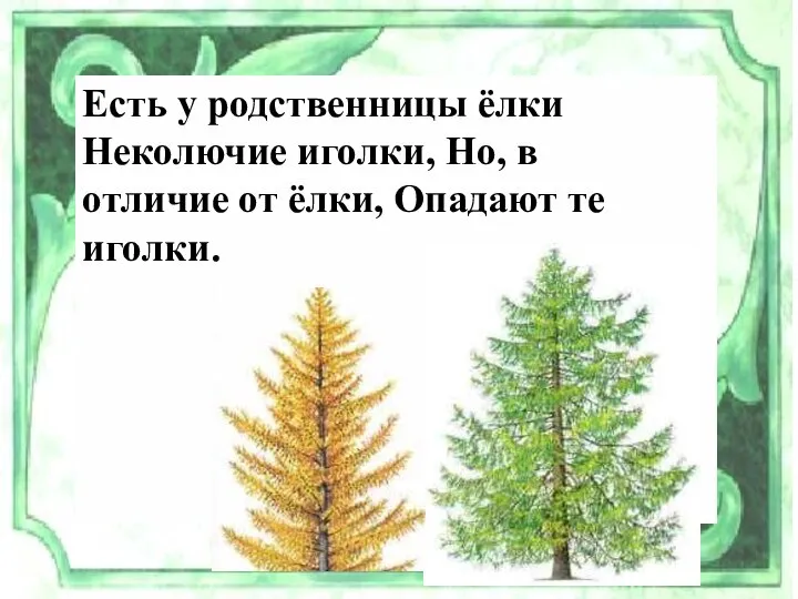 Есть у родственницы ёлки Неколючие иголки, Но, в отличие от ёлки, Опадают те иголки.