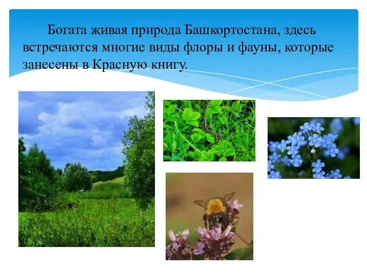 Богата живая природа Башкортостана, здесь встречаются многие виды флоры и фауны, которые занесены в Красную книгу.