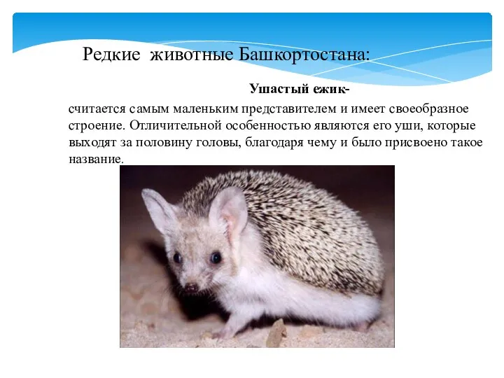 Редкие животные Башкортостана: Ушастый ежик- считается самым маленьким представителем и имеет своеобразное