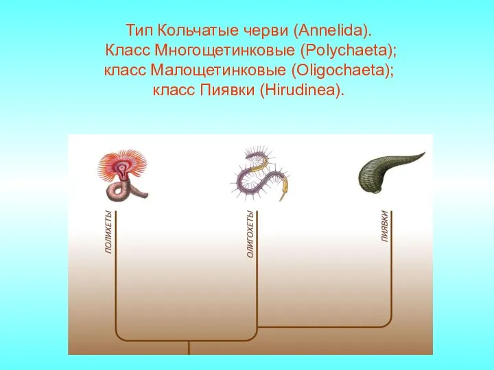 Тип Кольчатые черви (Annelida). Класс Многощетинковые (Polychaeta); класс Малощетинковые (Oligochaeta); класс Пиявки (Hirudinea).