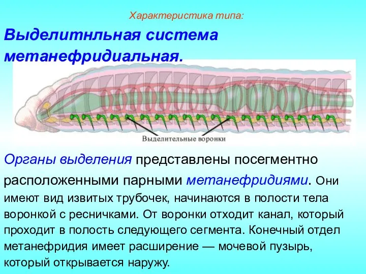 Органы выделения представлены посегментно расположенными парными метанефридиями. Они имеют вид извитых трубочек,