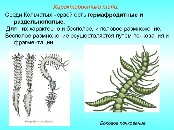 Характеристика типа: Боковое почкование Среди Кольчатых червей есть гермафродитные и раздельнополые. Для