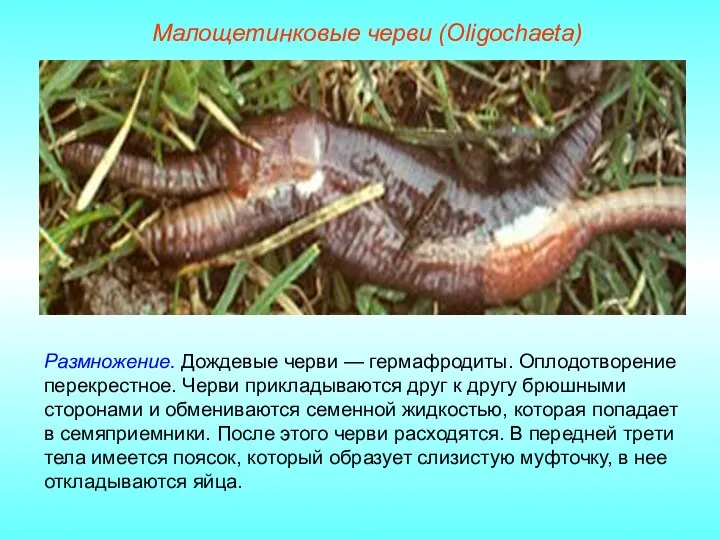 Размножение. Дождевые черви — гермафродиты. Оплодотворение перекрестное. Черви прикладываются друг к другу