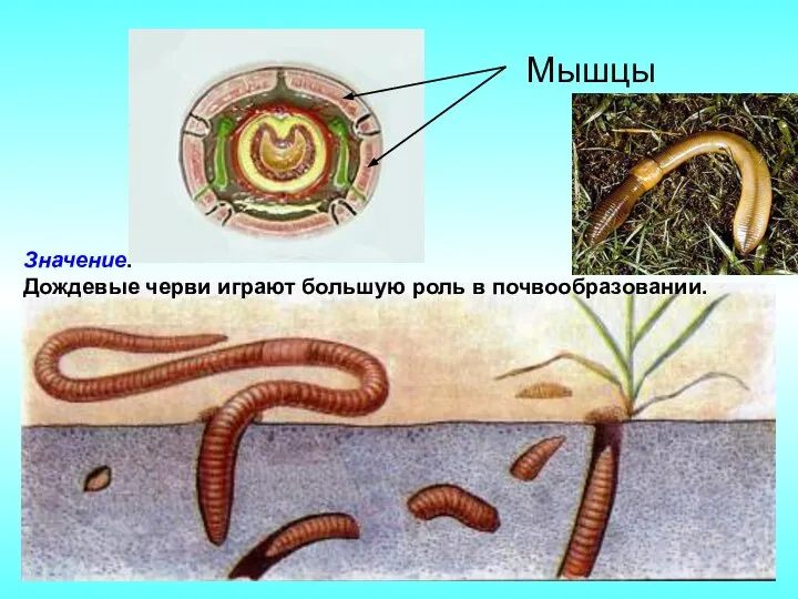 Мышцы Значение. Дождевые черви играют большую роль в почвообразовании.