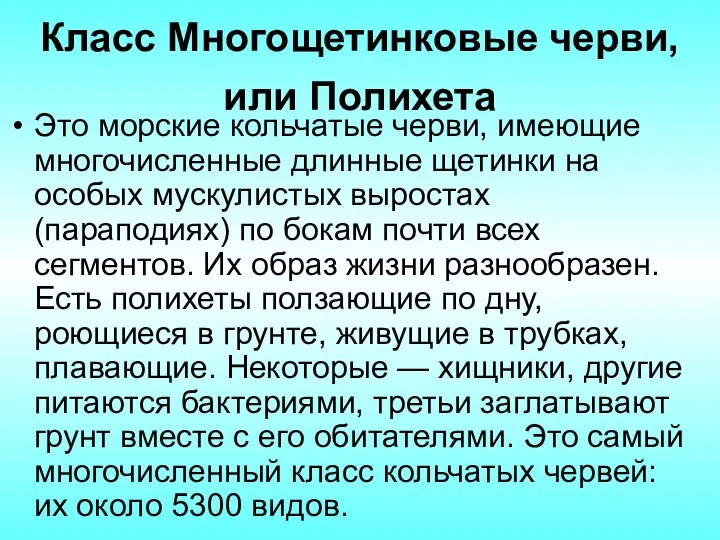 Класс Многощетинковые черви, или Полихета Это морские кольчатые черви, имеющие многочисленные длинные