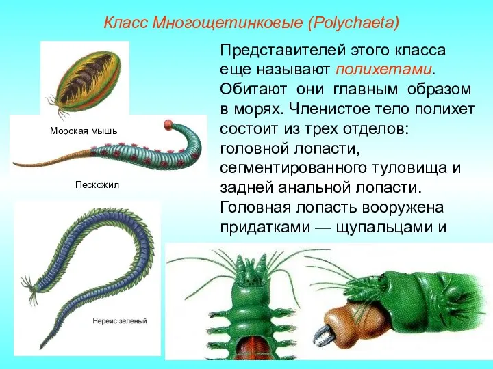 Класс Многощетинковые (Polуchaeta) Представителей этого класса еще называют полихетами. Обитают они главным