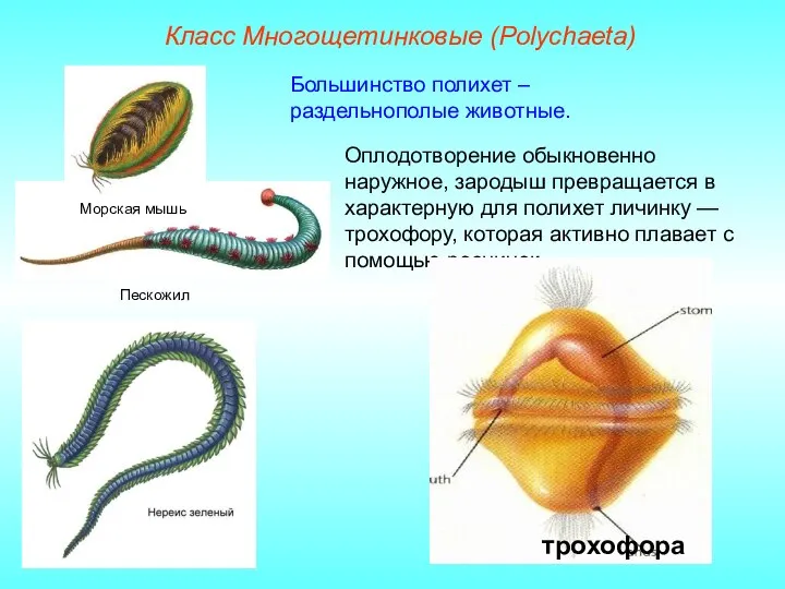 Класс Многощетинковые (Polуchaeta) Оплодотворение обыкновенно наружное, зародыш превращается в характерную для полихет