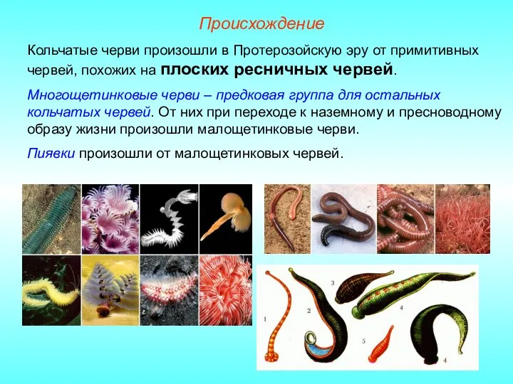 Происхождение Кольчатые черви произошли в Протерозойскую эру от примитивных червей, похожих на