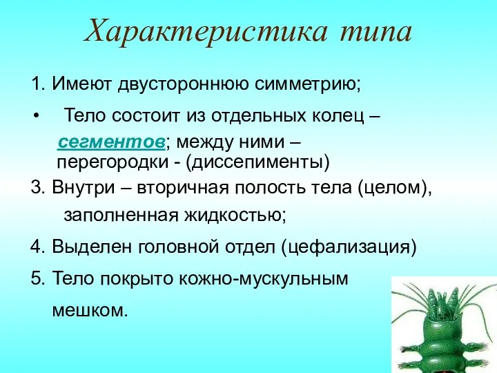 Характеристика типа 1. Имеют двустороннюю симметрию; Тело состоит из отдельных колец –