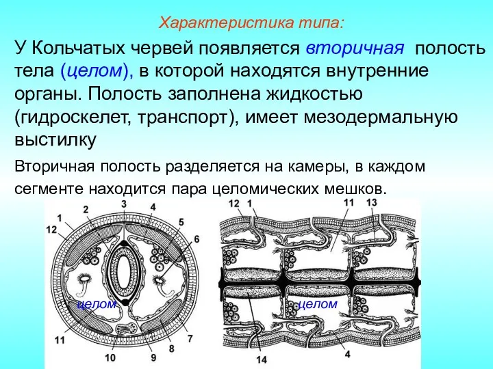 У Кольчатых червей появляется вторичная полость тела (целом), в которой находятся внутренние