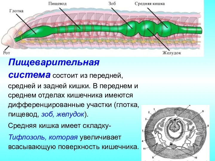 Пищеварительная система состоит из передней, средней и задней кишки. В переднем и