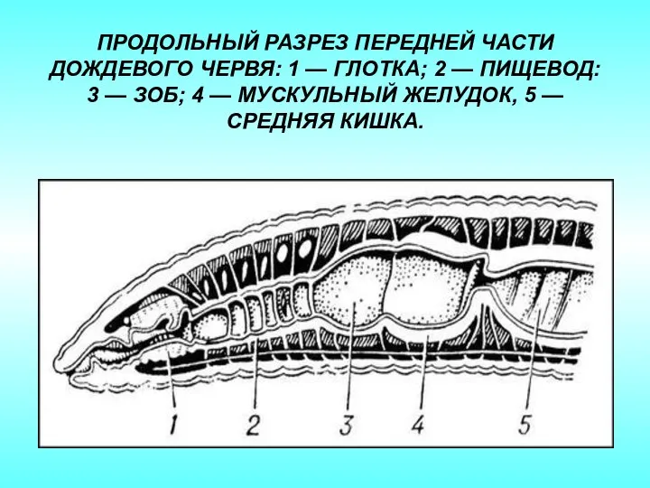 ПРОДОЛЬНЫЙ РАЗРЕЗ ПЕРЕДНЕЙ ЧАСТИ ДОЖДЕВОГО ЧЕРВЯ: 1 — ГЛОТКА; 2 — ПИЩЕВОД: