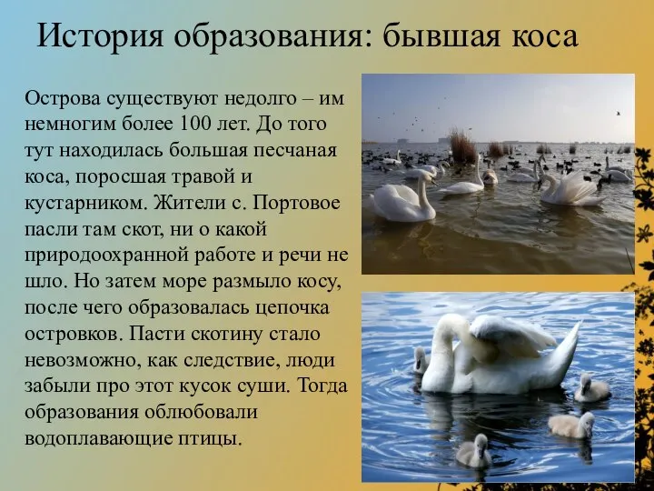 История образования: бывшая коса Острова существуют недолго – им немногим более 100