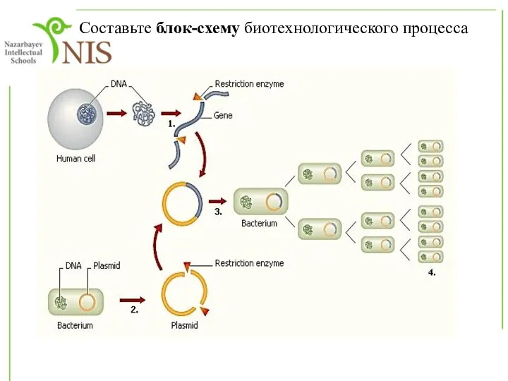 Составьте блок-схему биотехнологического процесса