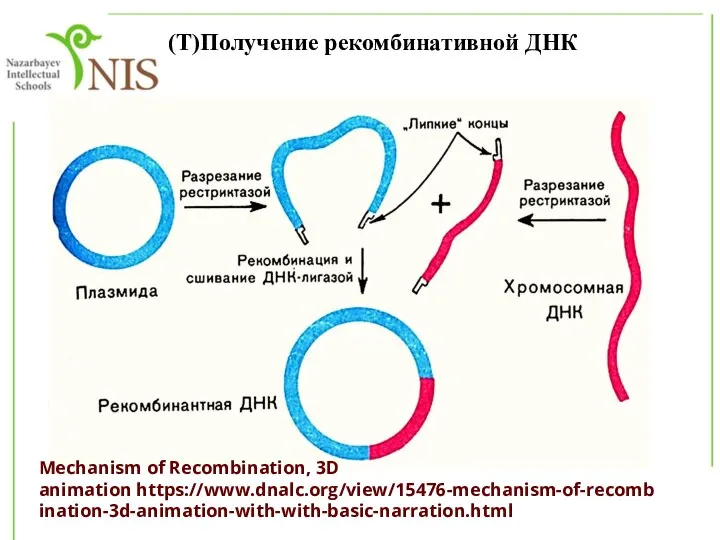 (Т)Получение рекомбинативной ДНК Mechanism of Recombination, 3D animation https://www.dnalc.org/view/15476-mechanism-of-recombination-3d-animation-with-with-basic-narration.html