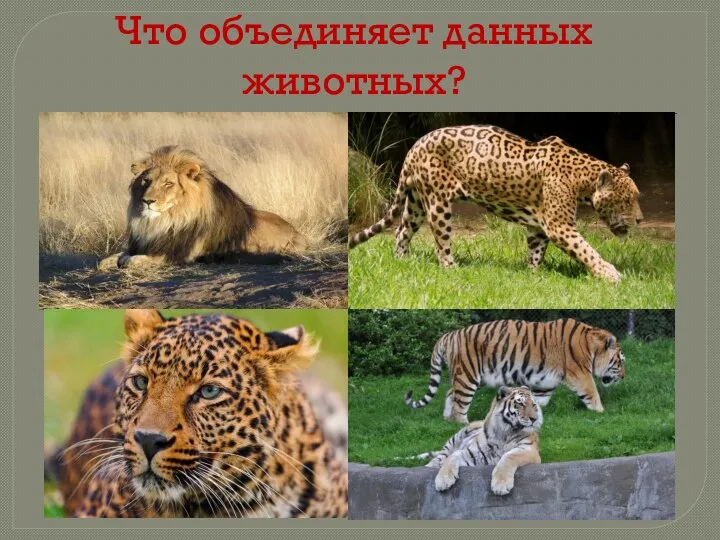 Что объединяет данных животных?