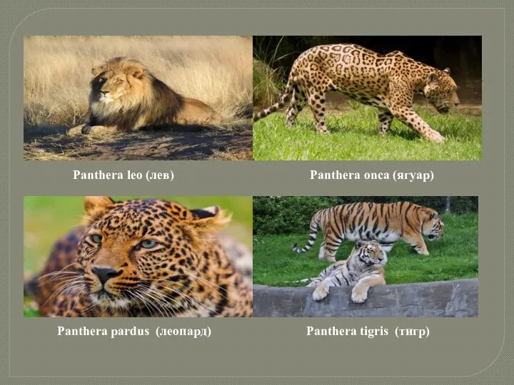 Panthera leo (лев) Panthera onca (ягуар) Panthera pardus (леопард) Panthera tigris (тигр)