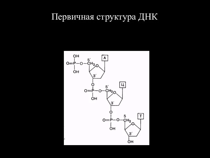 Первичная структура ДНК