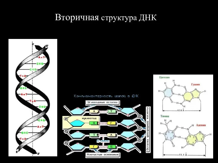 Вторичная структура ДНК