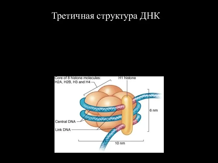 Третичная структура ДНК