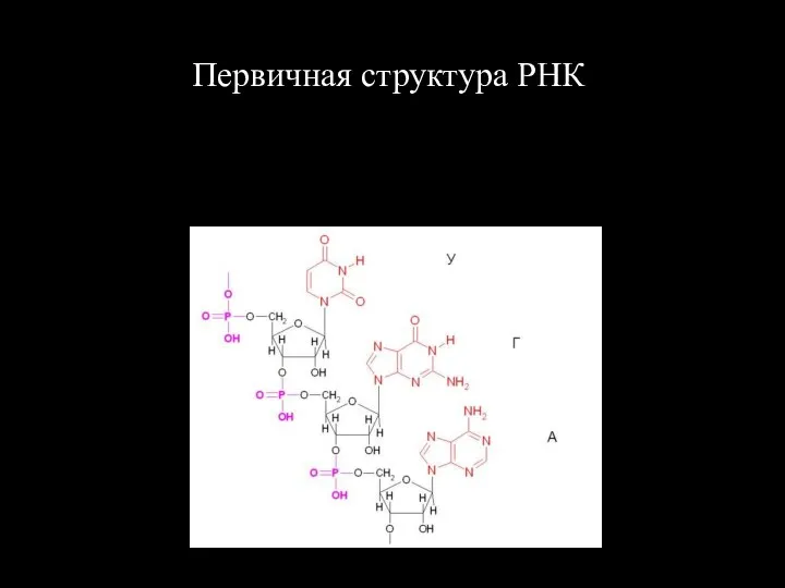 Первичная структура РНК