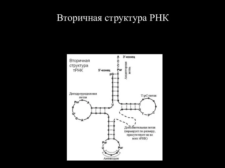 Вторичная структура РНК