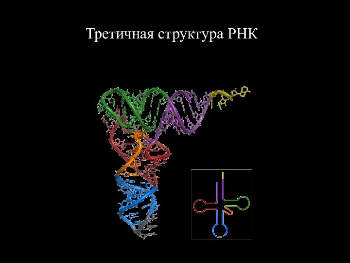 Третичная структура РНК