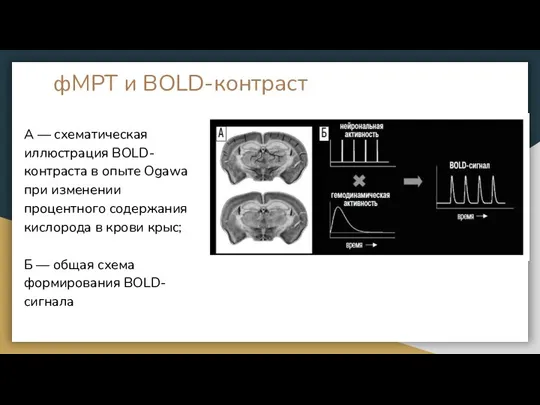 фМРТ и BOLD-контраст А — схематическая иллюстрация BOLD-контраста в опыте Ogawa при