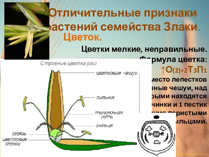 Отличительные признаки растений семейства Злаки. Цветок. Цветки мелкие, неправильные. Формула цветка: ↑О(2)+2Т3П1